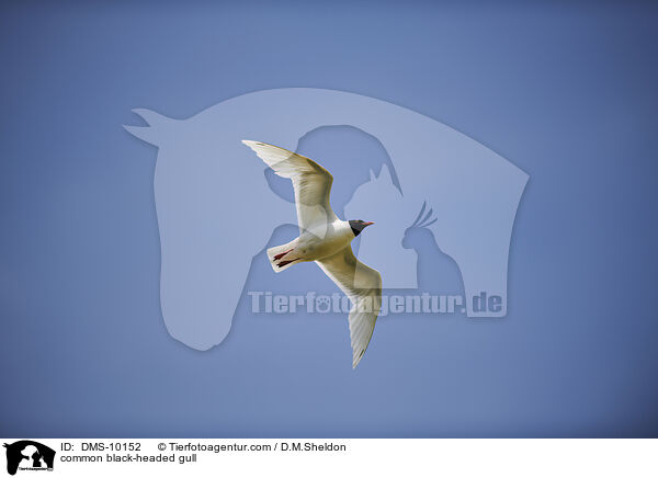 Lachmwe / common black-headed gull / DMS-10152