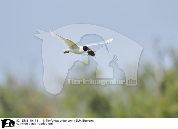 common black-headed gull / DMS-10171