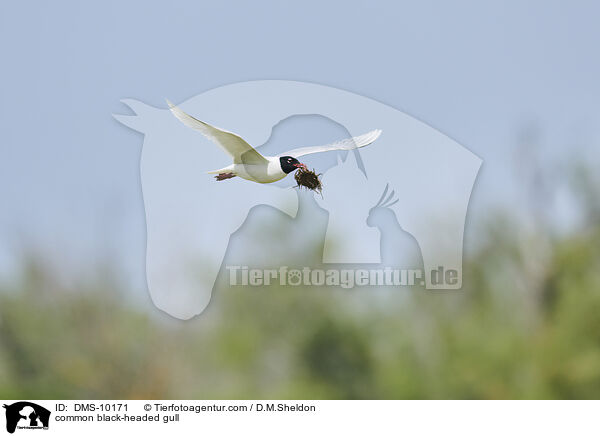 Lachmwe / common black-headed gull / DMS-10171