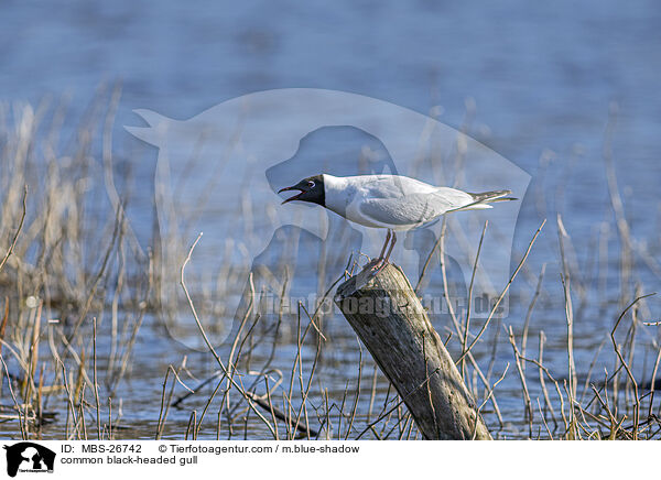 Lachmwe / common black-headed gull / MBS-26742