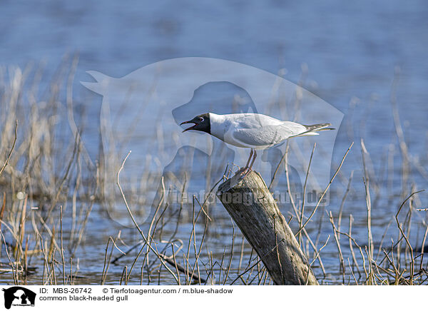 common black-headed gull / MBS-26742