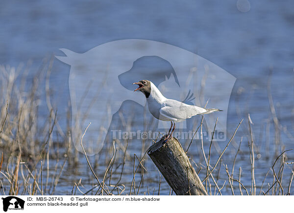 Lachmwe / common black-headed gull / MBS-26743