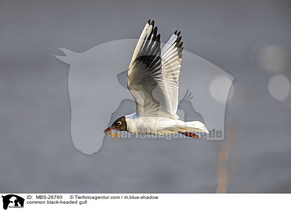 Lachmwe / common black-headed gull / MBS-26760