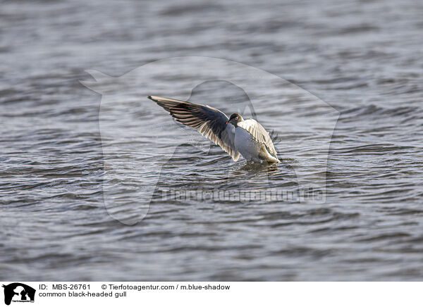 common black-headed gull / MBS-26761