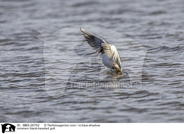 common black-headed gull / MBS-26762