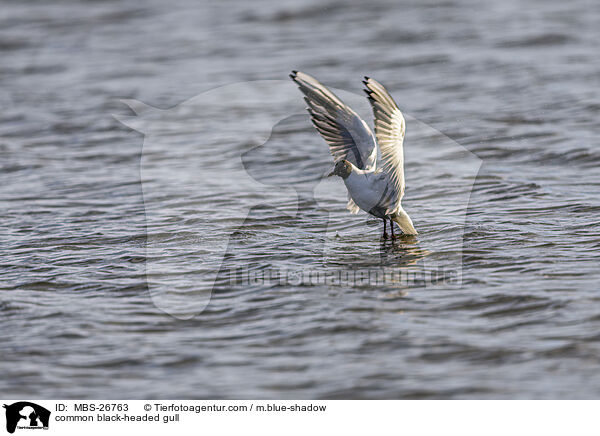 common black-headed gull / MBS-26763