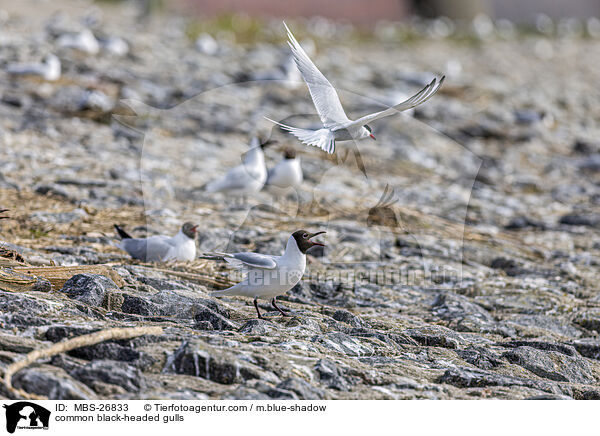 Lachmwen / common black-headed gulls / MBS-26833