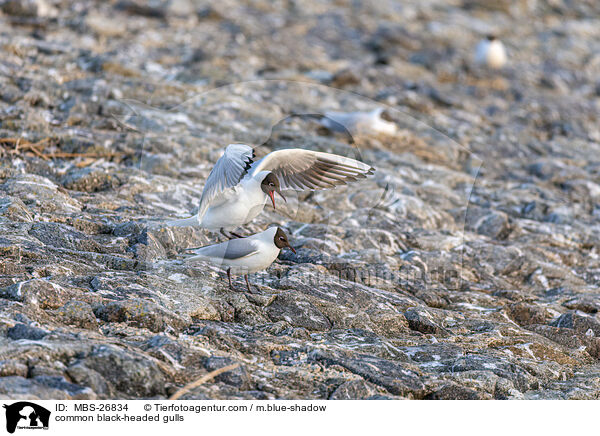 Lachmwen / common black-headed gulls / MBS-26834