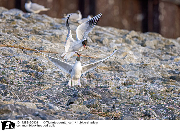 common black-headed gulls / MBS-26838