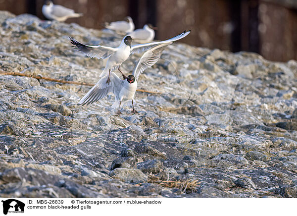 Lachmwen / common black-headed gulls / MBS-26839