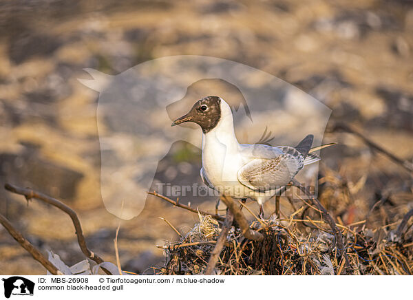 Lachmwe / common black-headed gull / MBS-26908