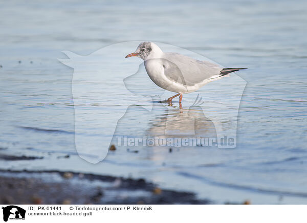 Lachmwe / common black-headed gull / PK-01441