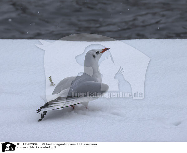 Lachmwe / common black-headed gull / HB-02334