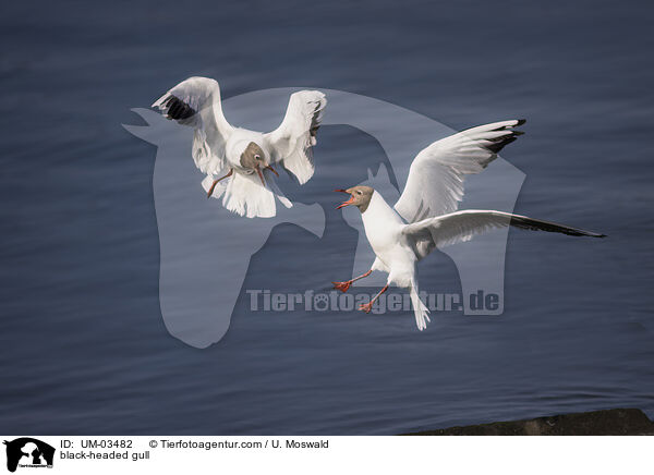 black-headed gull / UM-03482
