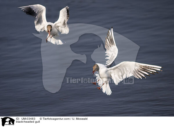 black-headed gull / UM-03483