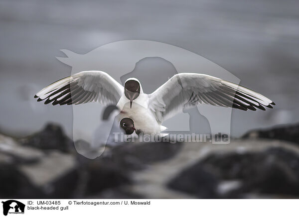 Lachmwe / black-headed gull / UM-03485