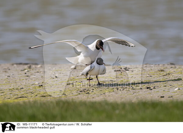 Lachmwe / common black-headed gull / WS-11171