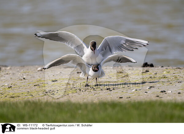 Lachmwe / common black-headed gull / WS-11172
