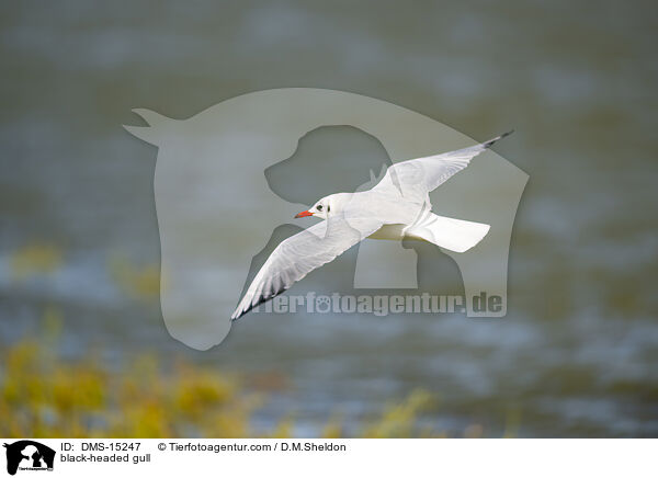 black-headed gull / DMS-15247