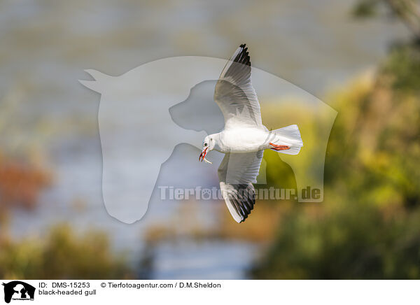 Lachmwe / black-headed gull / DMS-15253