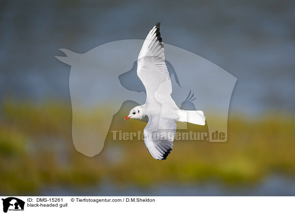 black-headed gull / DMS-15261