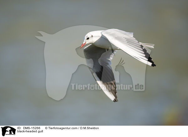 black-headed gull / DMS-15266