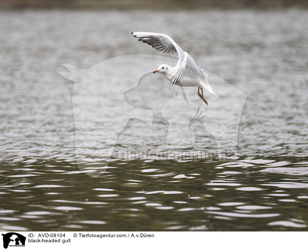 Lachmwe / black-headed gull / AVD-08104