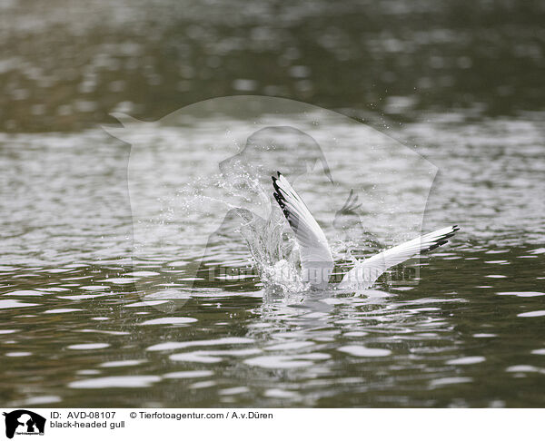 Lachmwe / black-headed gull / AVD-08107
