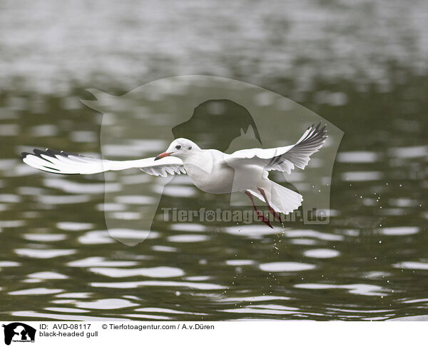 Lachmwe / black-headed gull / AVD-08117