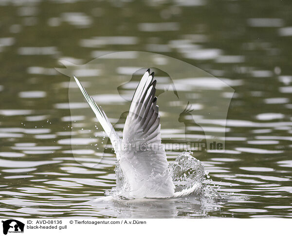 Lachmwe / black-headed gull / AVD-08136