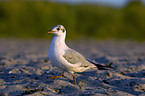 black-headed gull