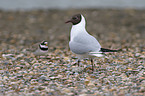 Black-headed gull