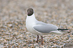 Black-headed gull