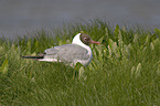 Black-headed gull