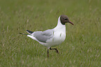 Black-headed gull