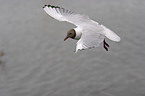 Black-headed gull