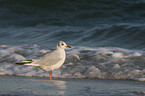 black-headed gull