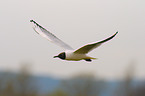 common black-headed gull