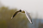 common black-headed gull