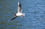 common black-headed gull