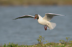 black-headed gull