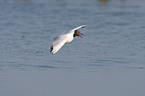 black-headed gull