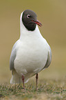 common black-headed gull