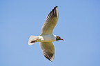 common black-headed gull