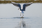 black-headed gull