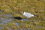 black-headed gull