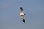 black-headed gull