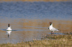 black-headed gull