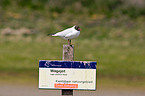 common black-headed gull