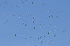 black-headed gulls